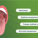 Анатомия горла