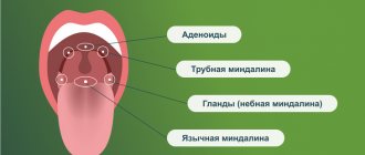 Anatomy of the throat
