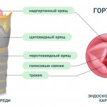 Anatomy of the throat
