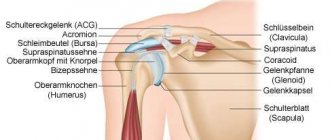 Anatomy of the shoulder: Bursa subakromialis is the largest synovial bursa in the body, passing between the head of the humerus under the acromial process of the clavicle.