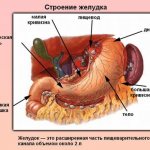 Anatomy of the stomach, structure of the stomach, treatment of the stomach.jpg