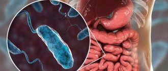 Cholera bacteria in the intestines