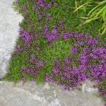 Bogorodskaya grass