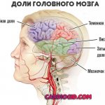 lobe-brain