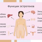 Functions of estrogen in a woman’s body