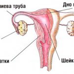 Where is the fallopian tube located in the pelvis?