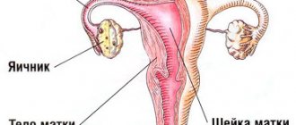 Where is the fallopian tube located in the pelvis?