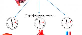 Hierarchy of internal biological clocks