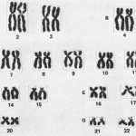 Changes in chromosome structure