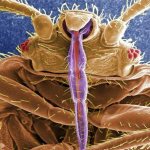 How and where do bed bugs bite?