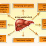 What functions does the liver perform?
