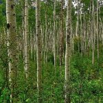 The healing properties of aspen bark