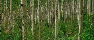 The healing properties of aspen bark