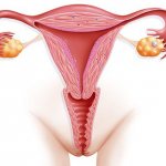 Uterus in a woman&#39;s pelvis