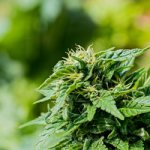 Medical cannabis - Verimed