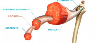 Мышцы и фасции