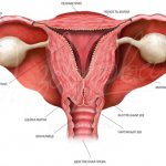 Normal anatomy of the female genital organs