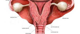 Normal anatomy of the female genital organs