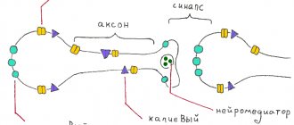 Description of the signal transmission circuit in neurons
