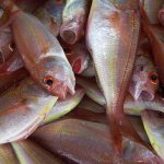 opisthorchiasis in fish