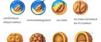 fertilization of the egg and formation of the embryo