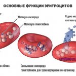 main functions of red blood cells