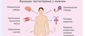 The main functions of testosterone in the male body