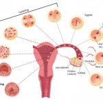 ovulation and conception