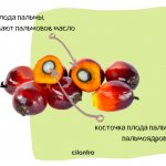 palm oil composition