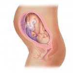 Fetus. Development at 29 weeks 