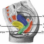 Location of the vagina in the pelvis