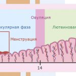 Development of the endometrium under the influence of hormones