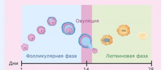 Follicle development during the cycle