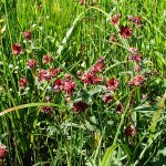 Marsh cinquefoil: useful for joint diseases, and not only