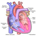 Схема человеческого сердца (обрезано) .svg