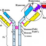 Схема строения антител