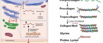 Collagen synthesis and structure