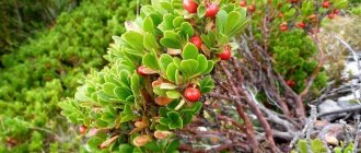 Composition and properties of bearberry