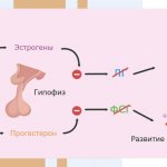 Способы регуляции менструального цикла - Изображение №3