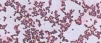 Стафилококк Ауреус (staphylococcus aureus): норма в мазке из зева, 10 в 3-8 степени