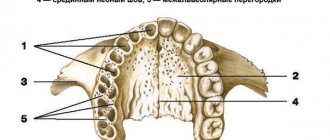 The structure of the alveolar process
