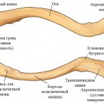 The structure of the collarbone