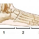 Structure of the foot, sections