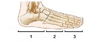 Structure of the foot, sections