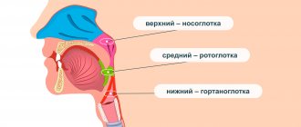 Structure of the upper respiratory tract: nasopharynx, oropharynx, hypopharynx