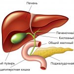 Structure of the biliary tract