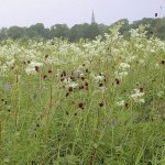 meadowsweet beneficial properties
