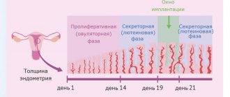 Endometrial thickness in different phases
