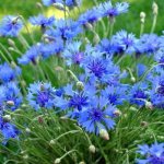 blue cornflower - medicinal properties applications