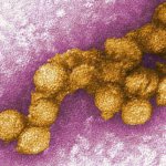 yellow fever pathogen